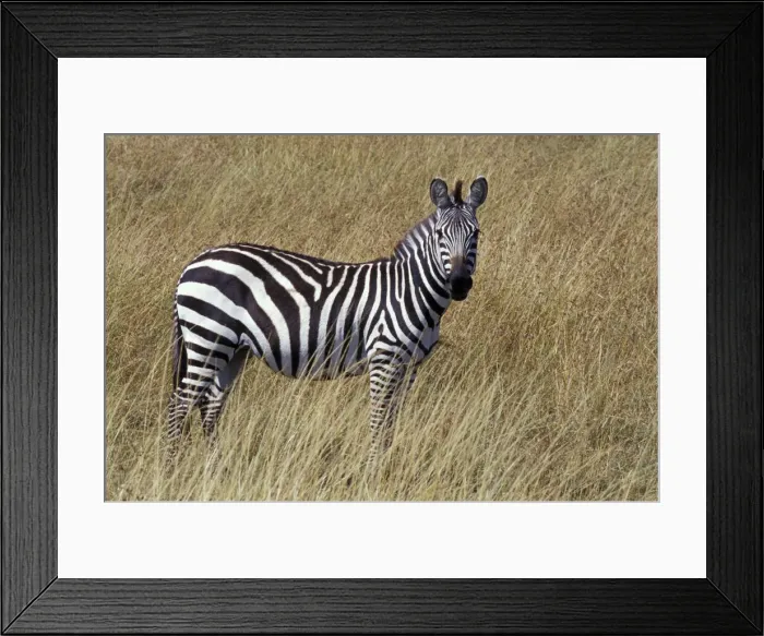Framed Print : DDE-90019495 Framed Print : DDE-90019495