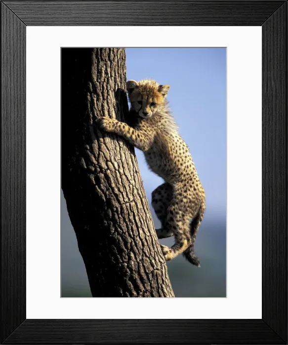 Framed Print : DDE-90019496 Framed Print : DDE-90019496