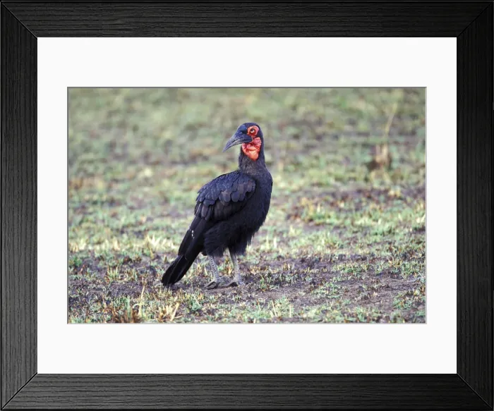 Framed Print : DDE-90019497 Framed Print : DDE-90019497
