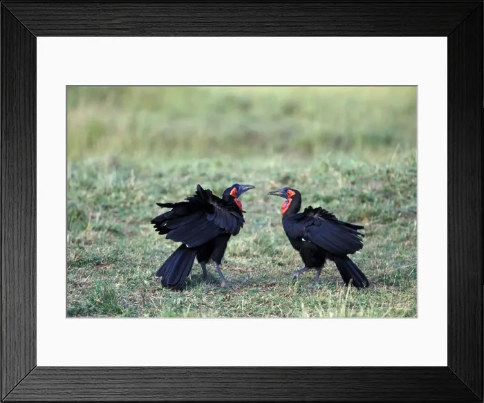 Framed Print : DDE-90019498 Framed Print : DDE-90019498