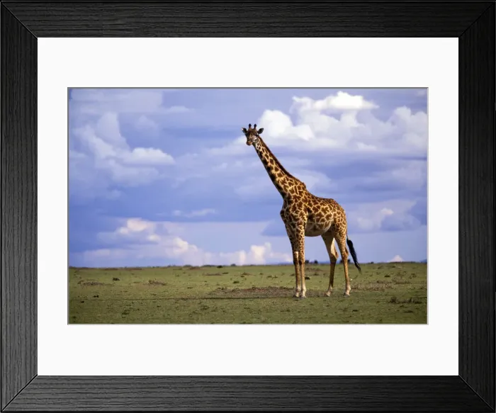 Framed Print : DDE-90019500 Framed Print : DDE-90019500