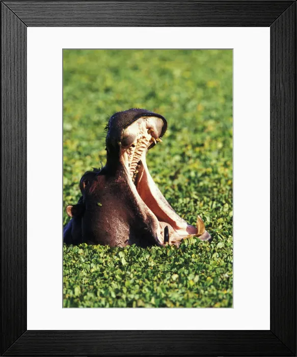 Framed Print : DDE-90019499