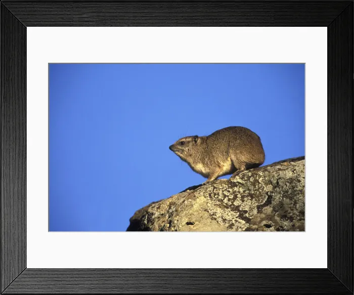 Framed Print : DDE-90019501 Framed Print : DDE-90019501