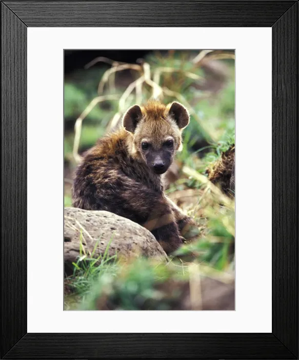 Framed Print : DDE-90019502 Framed Print : DDE-90019502