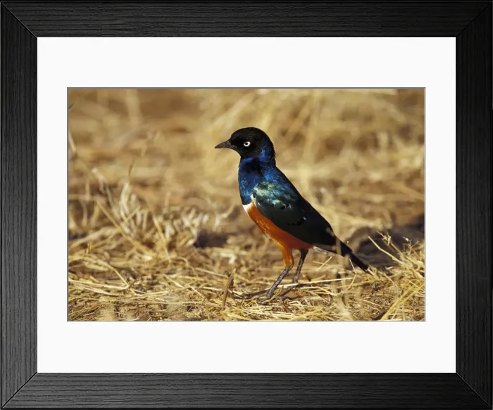 Framed Print : DDE-90019503 Framed Print : DDE-90019503