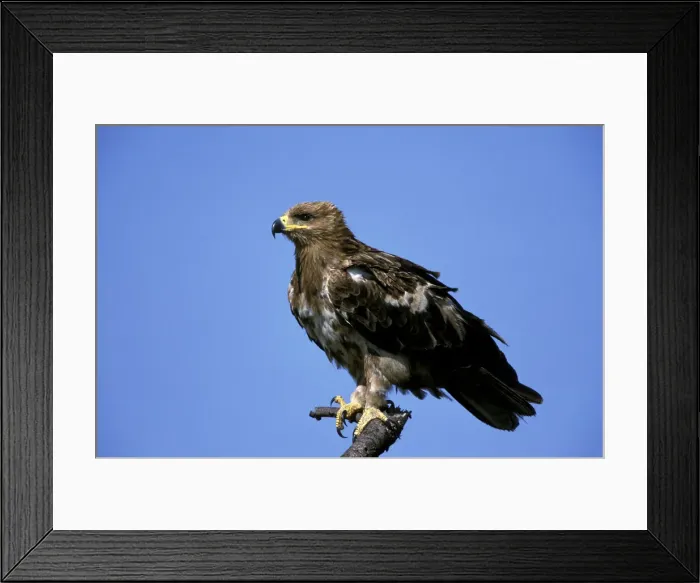 Framed Print : DDE-90019504 Framed Print : DDE-90019504