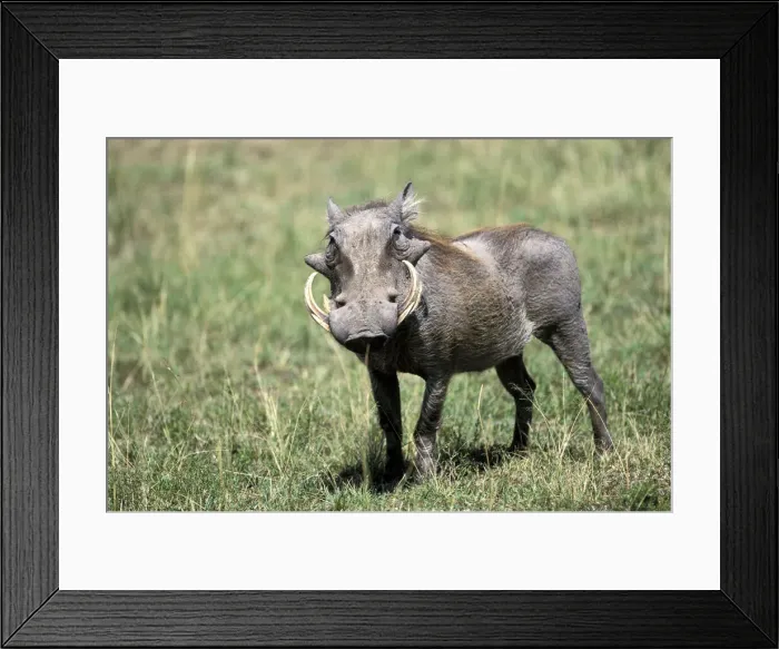 Framed Print : DDE-90019506 Framed Print : DDE-90019506