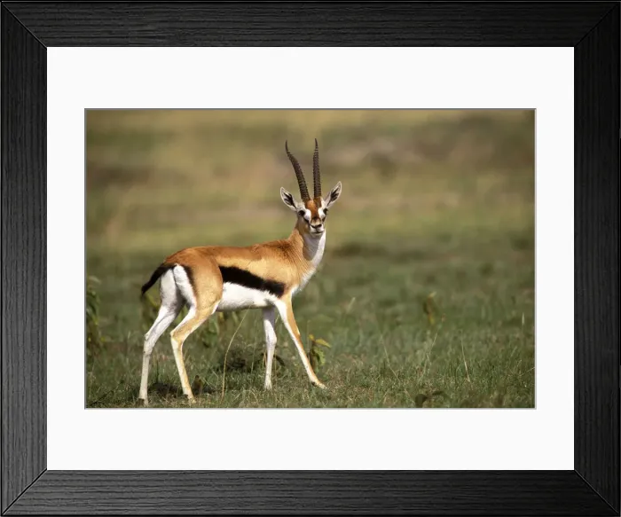 Framed Print : DDE-90019505 Framed Print : DDE-90019505