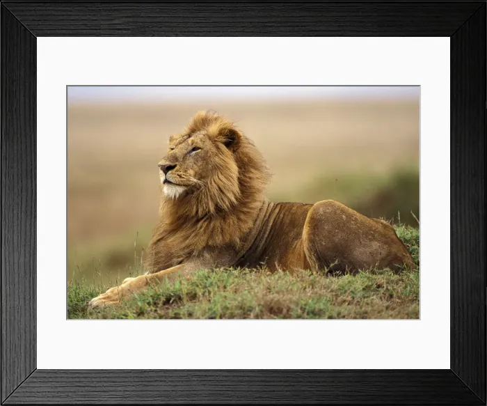 Framed Print : DDE-90019508 Framed Print : DDE-90019508