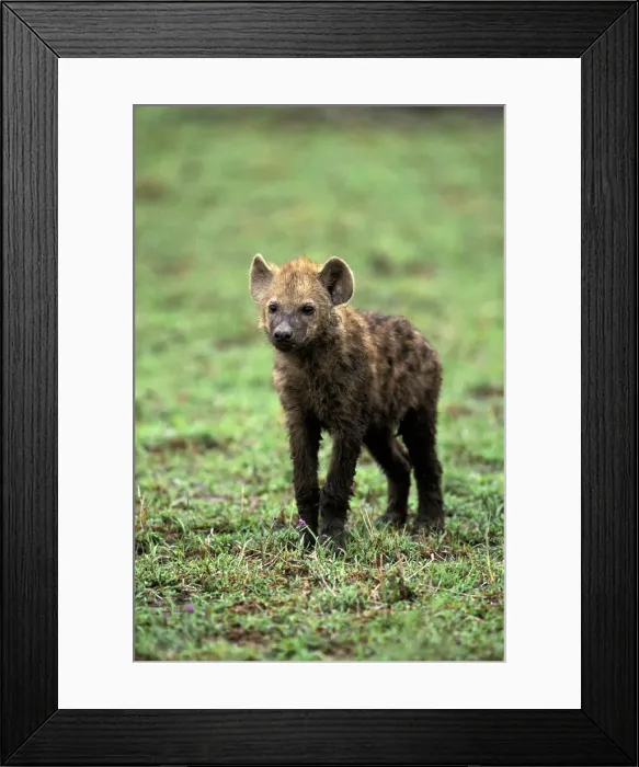 Framed Print : DDE-90019507 Framed Print : DDE-90019507