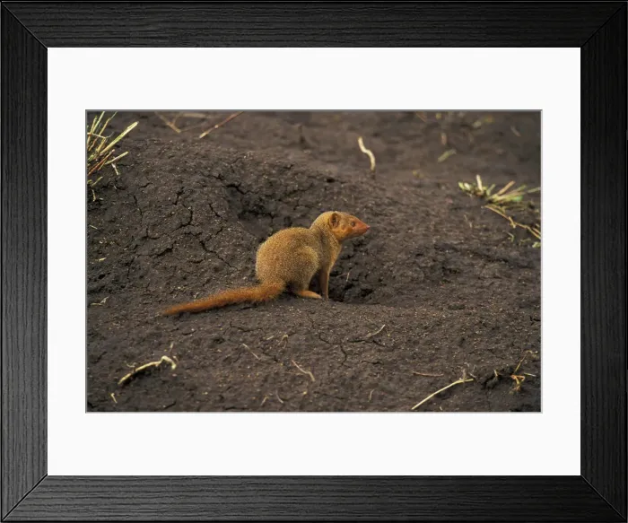 Framed Print : DDE-90019509 Framed Print : DDE-90019509