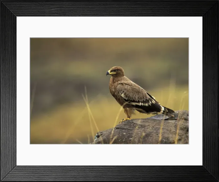 Framed Print : DDE-90019511 Framed Print : DDE-90019511