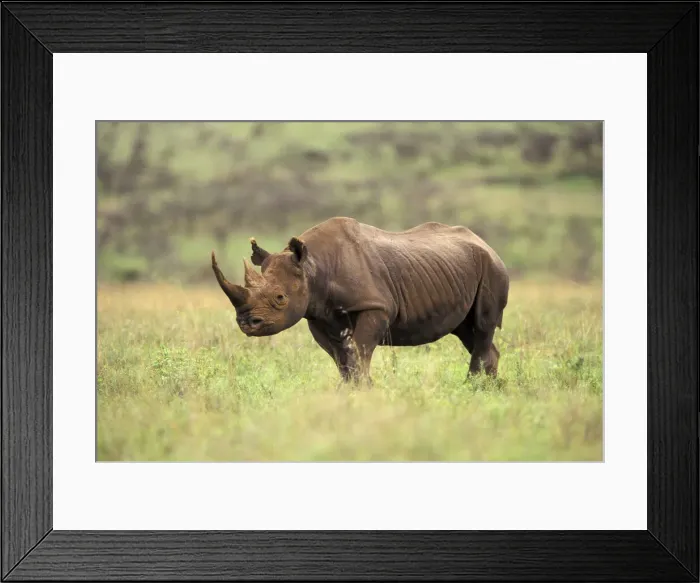 Framed Print : DDE-90019513 Framed Print : DDE-90019513