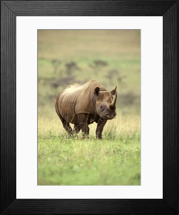 Framed Print : DDE-90019512