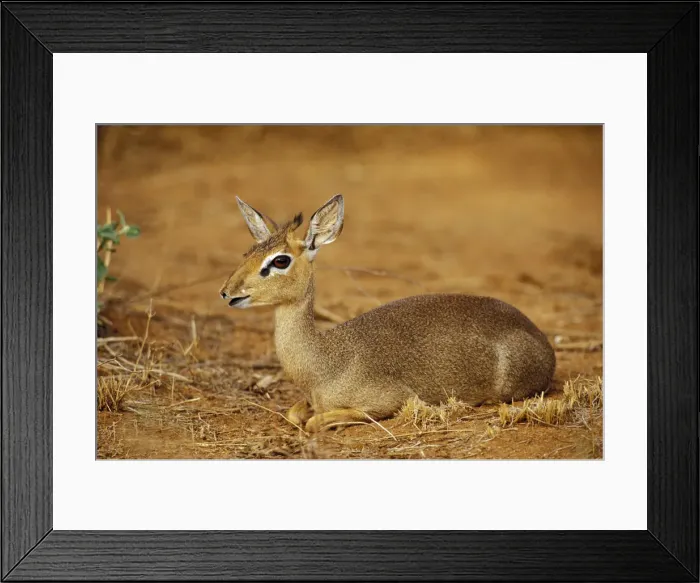 Framed Print : DDE-90019514 Framed Print : DDE-90019514