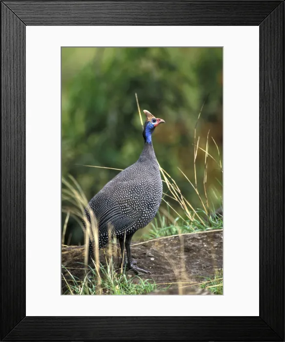 Framed Print : DDE-90019515 Framed Print : DDE-90019515