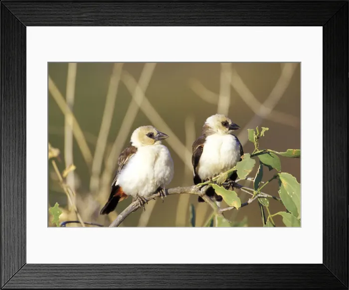Framed Print : DDE-90019516 Framed Print : DDE-90019516