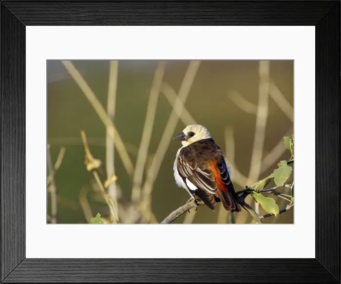 Framed Print : DDE-90019517 Framed Print : DDE-90019517