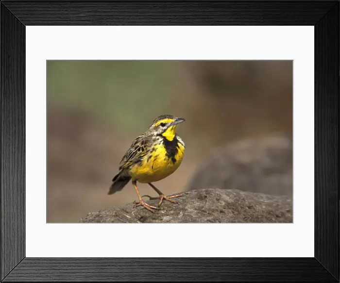Framed Print : DDE-90019518 Framed Print : DDE-90019518
