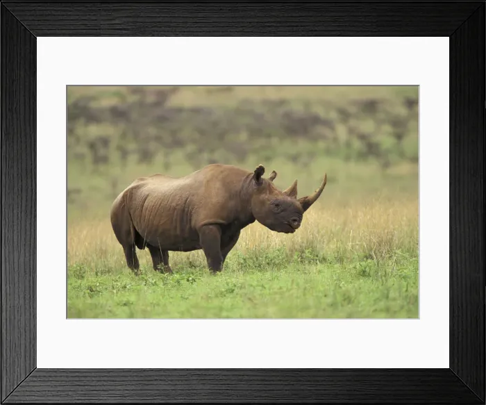 Framed Print : DDE-90019519 Framed Print : DDE-90019519