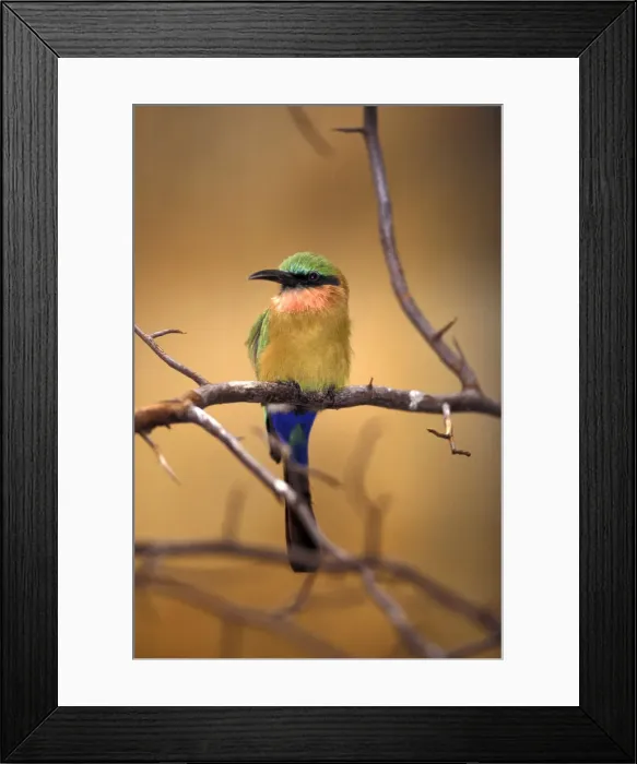 Framed Print : DDE-90019520 Framed Print : DDE-90019520