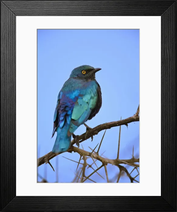 Framed Print : DDE-90019523 Framed Print : DDE-90019523