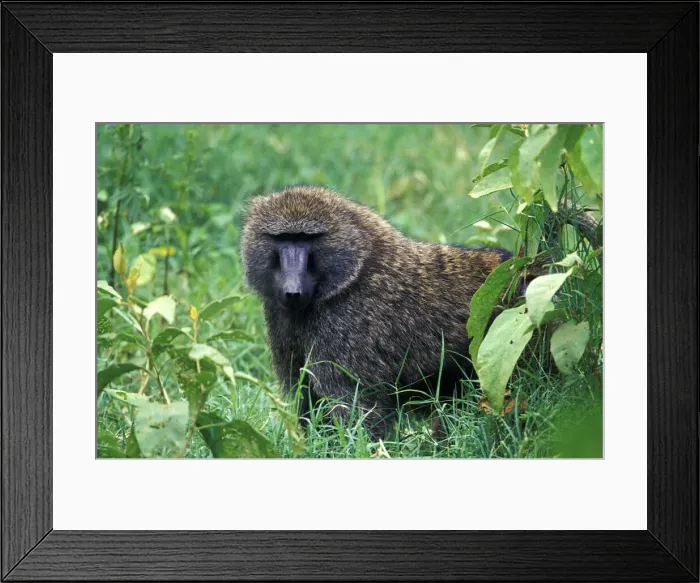 Framed Print : DDE-90019522 Framed Print : DDE-90019522