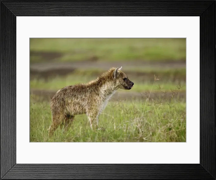 Framed Print : DDE-90019526 Framed Print : DDE-90019526