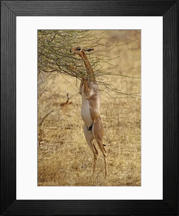 Framed Print : DDE-90019528