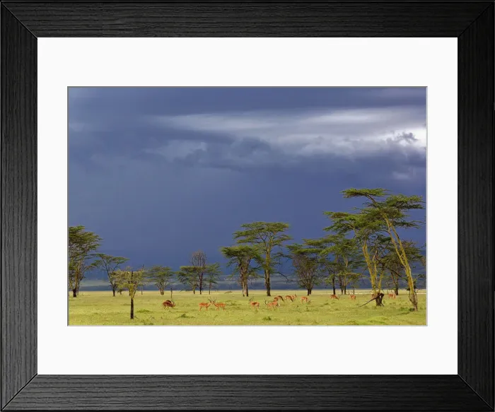 Framed Print : DDE-90019525 Framed Print : DDE-90019525