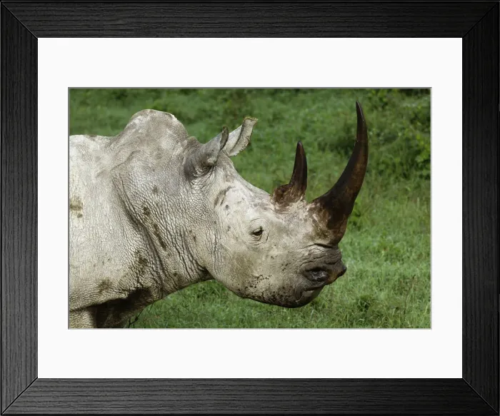 Framed Print : DDE-90019531 Framed Print : DDE-90019531
