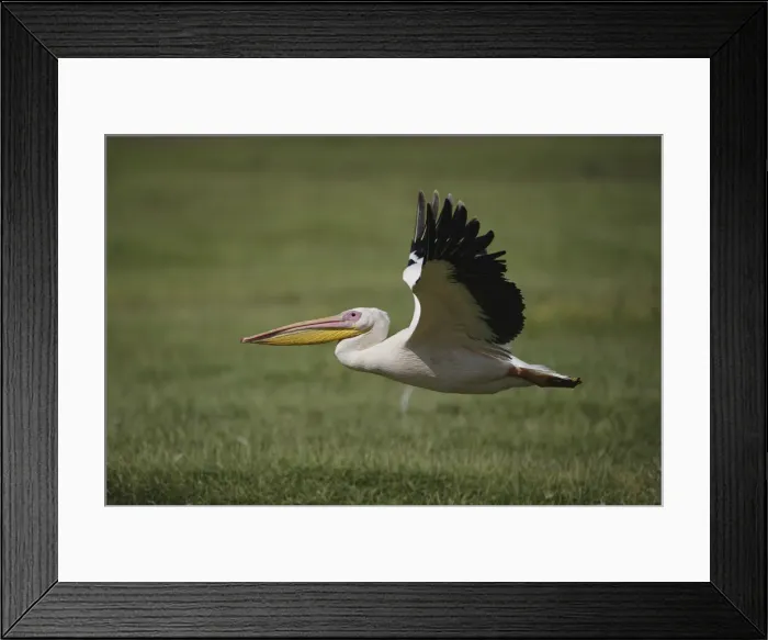 Framed Print : DDE-90019533 Framed Print : DDE-90019533