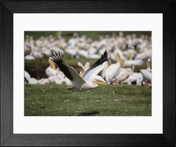 Framed Print : DDE-90019534 Framed Print : DDE-90019534
