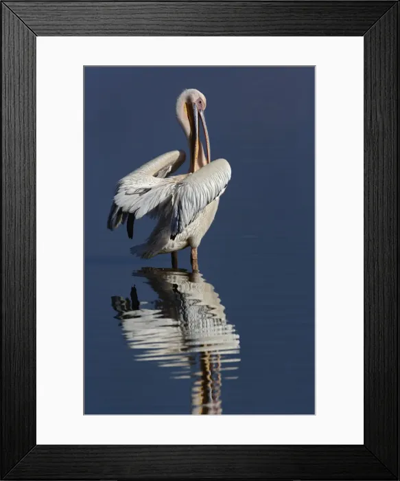 Framed Print : DDE-90019535 Framed Print : DDE-90019535