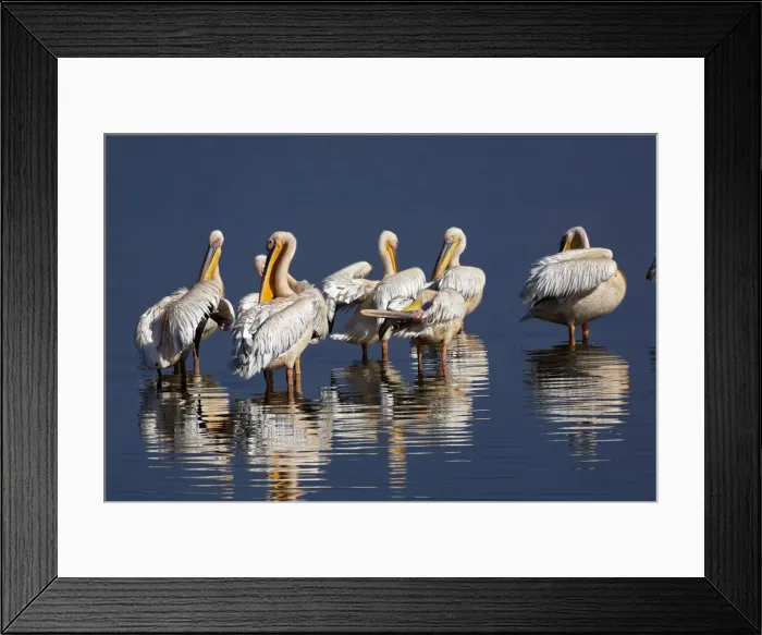 Framed Print : DDE-90019536 Framed Print : DDE-90019536