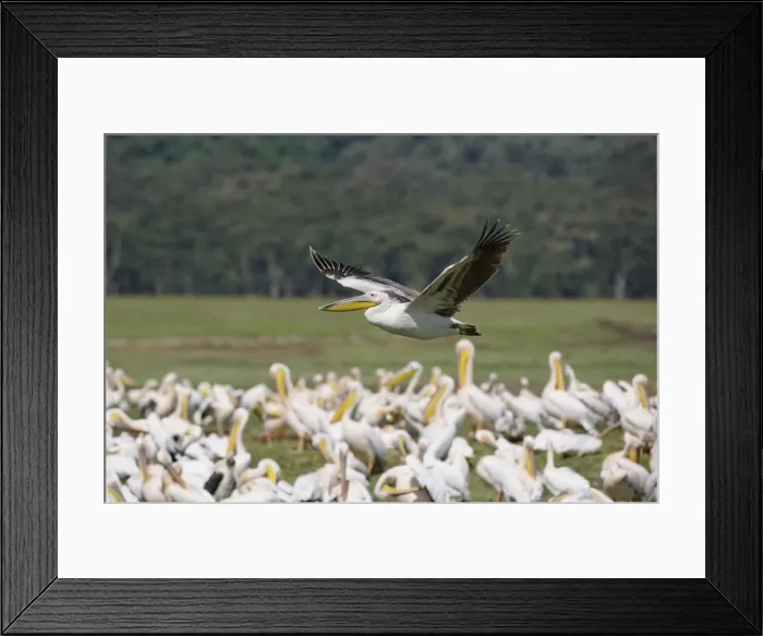 Framed Print : DDE-90019532 Framed Print : DDE-90019532