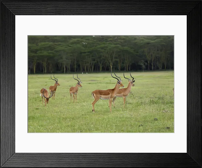 Framed Print : DDE-90019539 Framed Print : DDE-90019539
