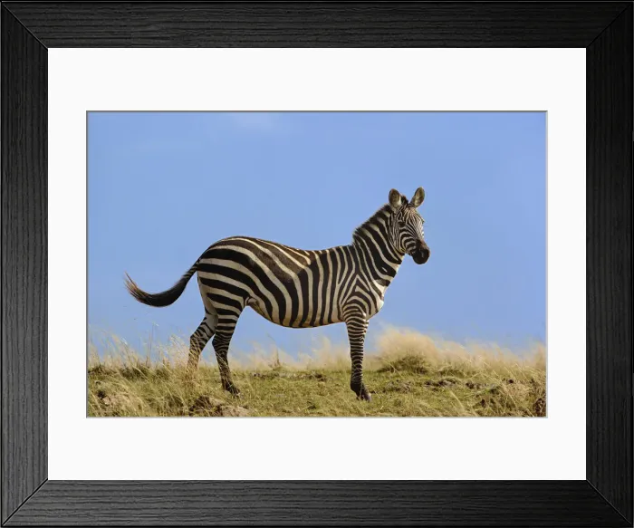 Framed Print : DDE-90019543 Framed Print : DDE-90019543