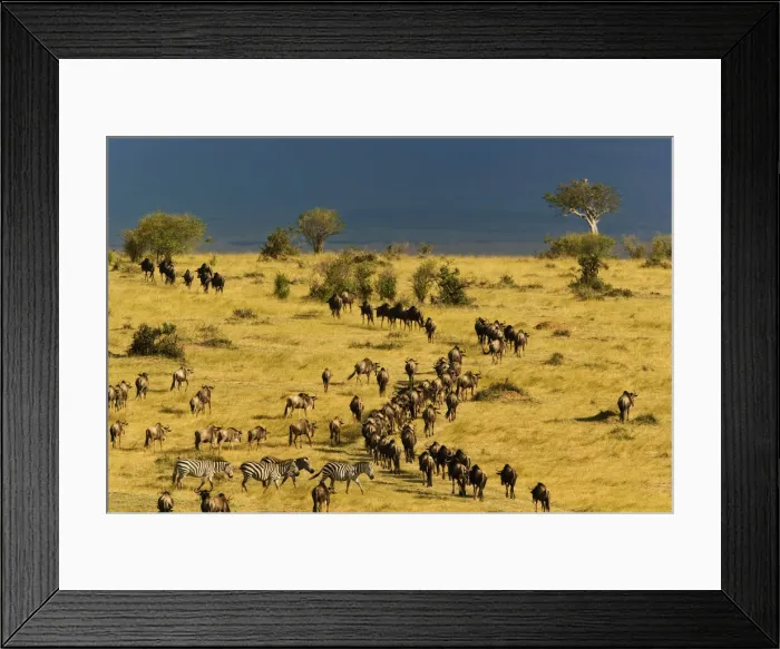 Framed Print : DDE-90019542 Framed Print : DDE-90019542