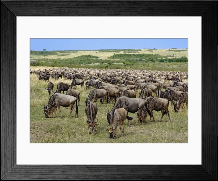 Framed Print : DDE-90019545 Framed Print : DDE-90019545