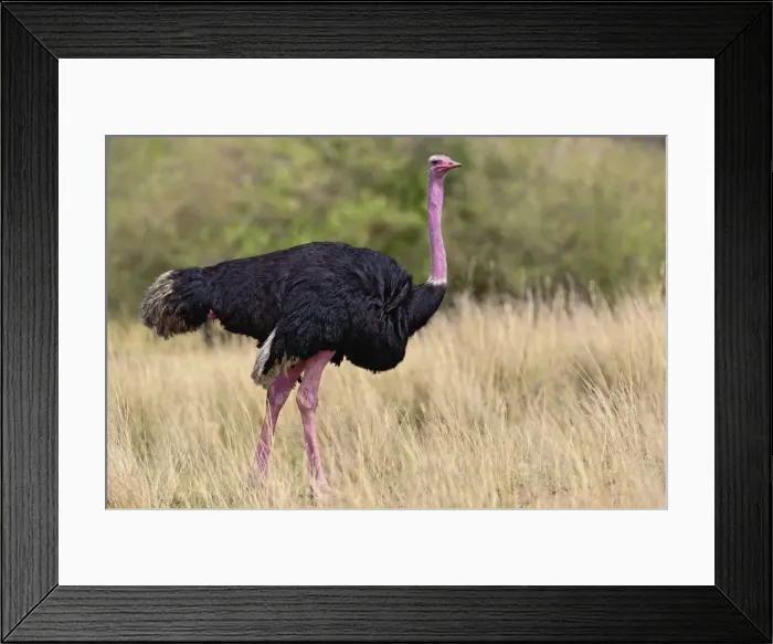 Framed Print : DDE-90019547
