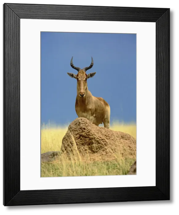 Framed Print : DDE-90019548 Framed Print : DDE-90019548