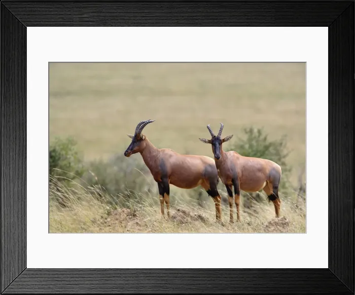Framed Print : DDE-90019549 Framed Print : DDE-90019549