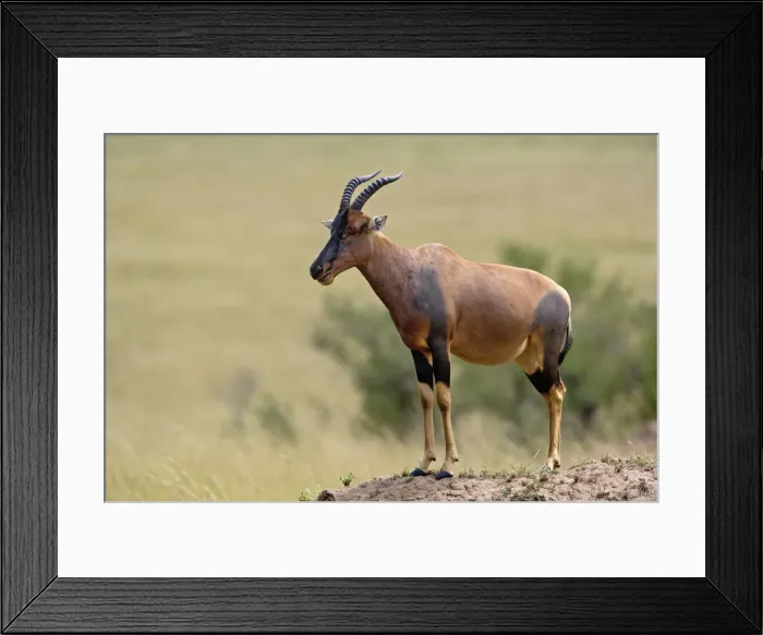 Framed Print : DDE-90019550