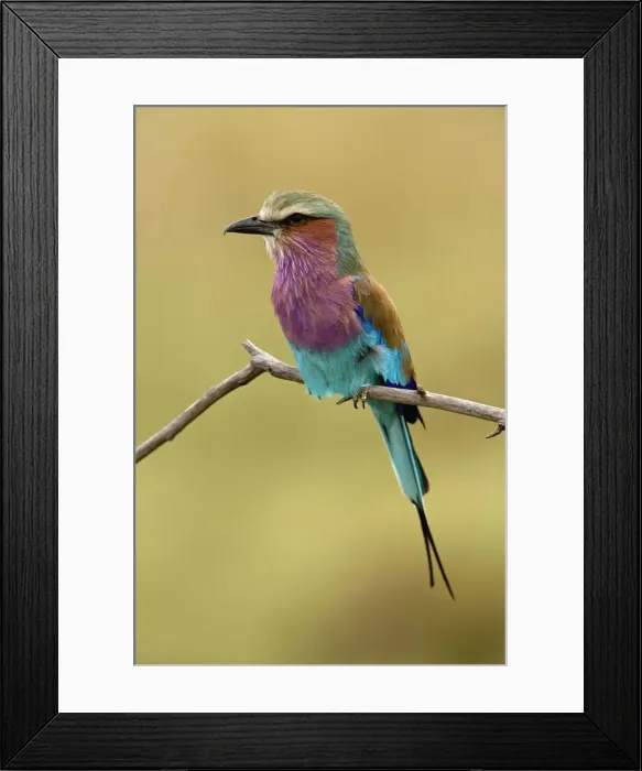 Framed Print : DDE-90019551 Framed Print : DDE-90019551