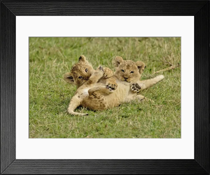 Framed Print : DDE-90019552 Framed Print : DDE-90019552