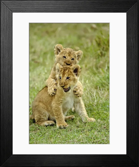 Framed Print : DDE-90019554 Framed Print : DDE-90019554