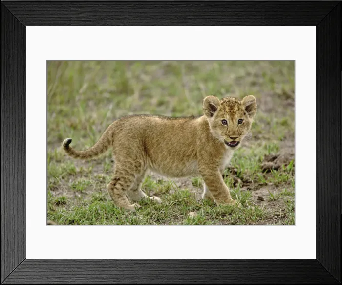 Framed Print : DDE-90019556 Framed Print : DDE-90019556