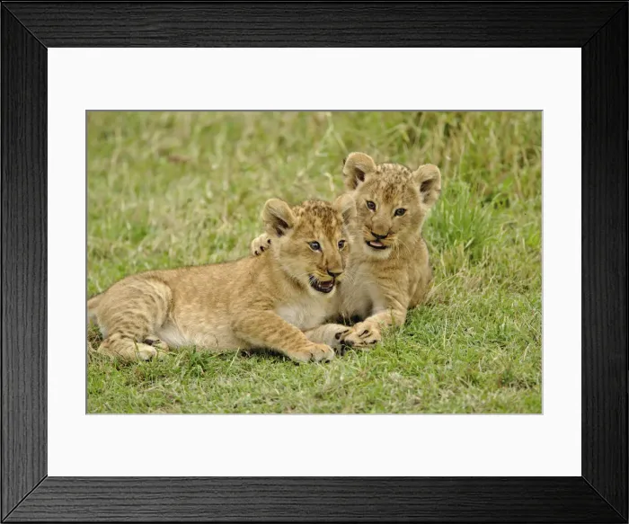 Framed Print : DDE-90019555 Framed Print : DDE-90019555