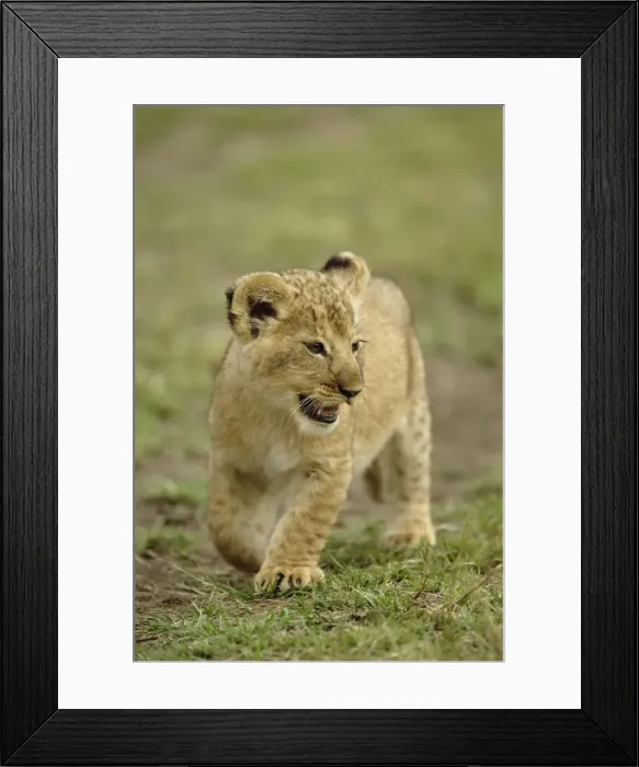 Framed Print : DDE-90019557 Framed Print : DDE-90019557